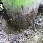 Timber Pole Rotting At Ground Level