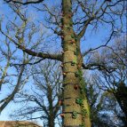 Tree climb 2, Jersey Youth