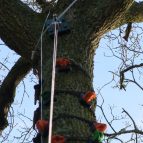 Tree climb 1, Jersey Youth